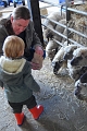 feeding sheep